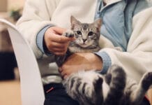 Jak wyposażyć gabinet weterynaryjny? Kompletny poradnik Jak wyposażyć gabinet weterynaryjny? Kompletny poradnik