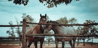 Ogrodzenie dla koni – taśma, siatka leśna czy drewno? Co jest najbezpieczniejsze? Ogrodzenie dla koni – taśma, siatka leśna czy drewno? Co jest najbezpieczniejsze?