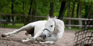 Kissing Spines u konia – jak rozpoznać ból kręgosłupa i jak trenować konia z syndromem? Kissing Spines u konia – jak rozpoznać ból kręgosłupa i jak trenować konia z syndromem?
