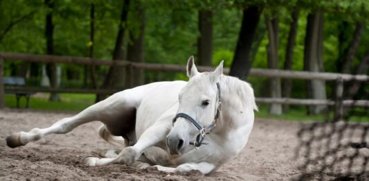 Kissing Spines u konia – jak rozpoznać ból kręgosłupa i jak trenować konia z syndromem? Kissing Spines u konia – jak rozpoznać ból kręgosłupa i jak trenować konia z syndromem?