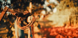 Podkowa na szczęście: skąd wziął się przesąd i dlaczego należy wieszać ją ramionami do góry? Podkowa na szczęście: skąd wziął się przesąd i dlaczego należy wieszać ją ramionami do góry?